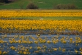074_Biebrza - kwiecien 2011